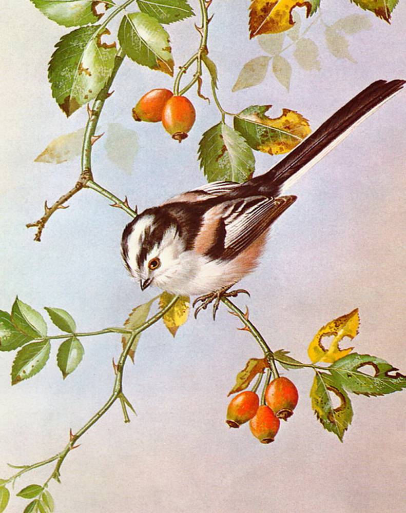 Птицы художника Basil Ede