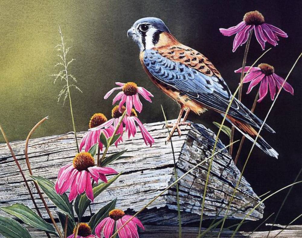 Сьюзен Бордет картины птиц